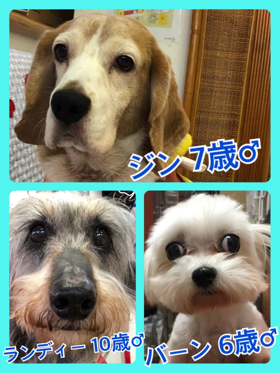 🐾今日の里親様募集中ワンコ🐶メンバーです🐾2020,5,11